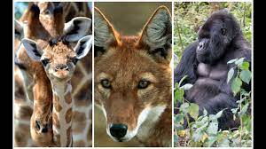 Like many endangered animals, their decline is mostly due to poaching, habitat loss, disease, and human conflict. Endangered Species South Africa Vtwctr