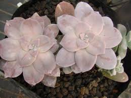 Graptopetalum paraguayense also known as ghost plant or mother of pearl plant is a beautiful succulent that is actually not from paraguay but instead is native to mexico. Ghost Plant Mother Of Pearl Plant Photo Succulent