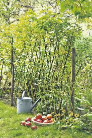 Lebendiger Zaun Aus Weide In 2020 Zaun Garten Weiden Pflanzen Garten