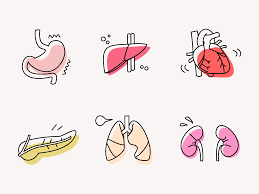 Human Organs Human Organ Medical Illustration Medical Icon