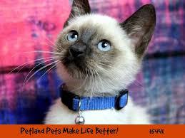 Pet adoption service in spanaway, washington. Siamese Cat Male Seal Black 2826944 Petland Chicago Ridge