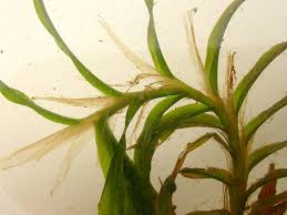 Image result for Potamogeton richardii