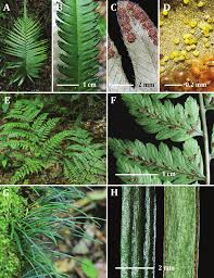 Image result for Amblovenatum