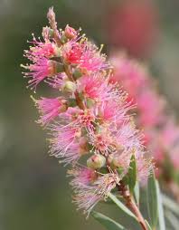 Image result for Callistemon