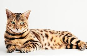 When you see an inexpensively priced. Bengal Cat Breed Size Appearance Personality