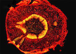 We did not find results for: Druse Crystals Nikon S Microscopyu