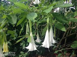 Giving flowers is a kind gesture meant to please the recipient, so if you find yourself regretting some event or situation, give forgiveness flowers daffodils represent forgiveness, new beginnings and a rebirth. What Is The Saddest Flower What Flower Symbolizes Forgiveness Quora