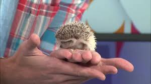 S S Exotic Animals Youtube