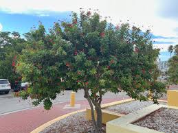 Image result for Jatropha erythropoda