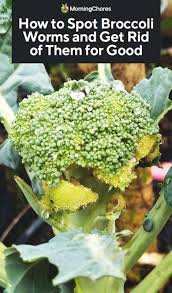 It has no affect on other creatures, including birds that might eat the infected caterpillars. How To Spot Broccoli Worms And Get Rid Of Them For Good
