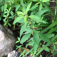 Image result for Acalypha segetalis
