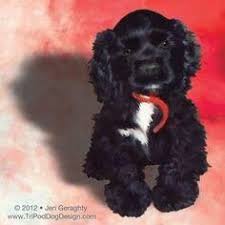 All Black American Cocker Spaniel Tuxedo Crocker Spaniel Puppy Adorable Just Like Our Little Girl Black Cocker Spaniel Puppies Black Cocker Spaniel Cocker Spaniel Puppies