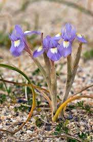 Image result for Moraea schimperi