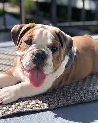 Everyone loves a fawn french bulldog! Blue English Bulldog Get To Know This Rare Colored Bully