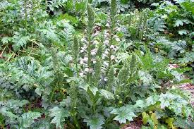 Image result for Aeollanthus breviflorus