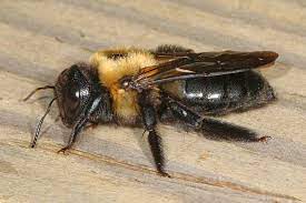 Browse 477 carpenter bee stock photos and images available, or search for carpenter bee nest to find more great stock photos and pictures. How To Get Rid Of Carpenter Bees Lawnstarter