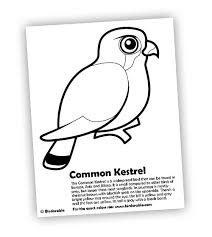 Commonwealth games coloring pages & posters. Common Kestrel Coloring Page In Free Downloads Birds Of Prey Coloring Pages