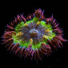 Ultra Red Amp Green Flower Anemone Www Tidalgardens Com Coral Html Saltwater Tank Anemone Marine Aquarium