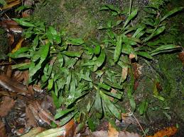 Image result for Loxogramme