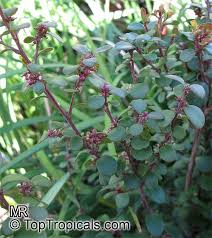 Image result for Myrsine africana