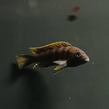 Image result for Microchloa afra