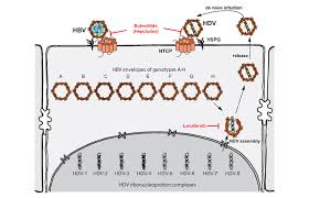 The hepatitis b virus (hbv) is transmitted through blood and infected bodily fluids. Assembly And Infection Efficacy Of Hepatitis B Virus Surface Protein Exchanges In 8 Hepatitis D Virus Genotype Isolates Journal Of Hepatology