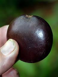 Image result for Entada gigas