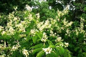 Image result for Maerua triphylla