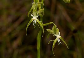 Image result for Habenaria harmsiana