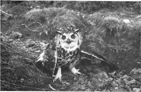 Image result for Oreophyton falcatum