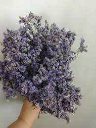 Dried Caspia Dried Limonium Dried Tissue Statice Lavender Dried Flowers Purple Flowers Dried Fl Herbs Dried Trending Outfits