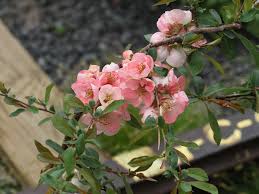 Anese quince growing in a container red flowering quince flowering shrub l1217 red flowering quince. Gardening Shady Style March Blooms In My Georgia Garden Flowering Quince