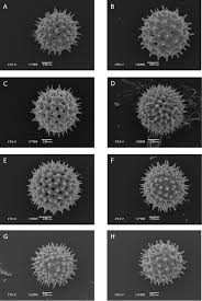 Image result for Paralepistemon shirensis