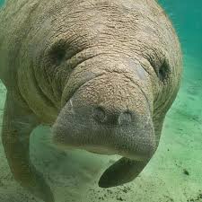 Nach angaben des south florida museum von sonntag handelte es sich um die älteste bekannte seekuh (manati). Tripadvisor Okotourismus Seekuh Beobachtungstour Zur Verfugung Gestellt Von Manatee Sightseeing Eco Tourism Adventure Naples Sudwestliche Golfkuste