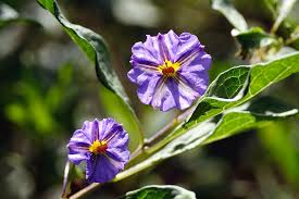 Image result for Solanum sp. A