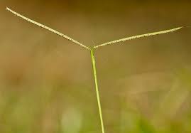 Image result for Paspalum conjugatum