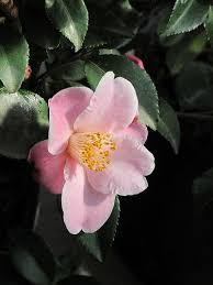 Camellia Japonica Koto No Kaori Camellia Flower Background Iphone Artificial Flowers