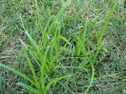 The weed torch effectively kills weeds by heating up the water within the cells of the plant, turning it into steam and causing the cells to explode, thus i've learned to love caring for my lawn naturally and enjoying it daily. What Is Nutsedge Nutgrass Or Watergrass Turfgator