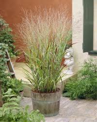 Wir haben im ausführlichen säulen rutenhirse northwind test uns die relevantesten artikel verglichen sowie die wichtigsten informationen verglichen. Rutenhirse Panicum Virgatum Mein Schoner Garten