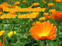 Ringelblumensalbe Selber Machen Herstellen Rezepte Philognosie