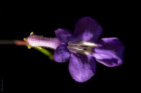 Image result for Streptocarpus hirticapsa