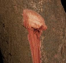 Image result for Scytopetalum pierreanum