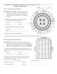 Amino Acid Sequence Circle Chart Www Bedowntowndaytona Com