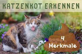 Katzen abwehr im garten bei amazon.de Katzenkot Aussehen Anhand Dieser 4 Merkmale Erkennen