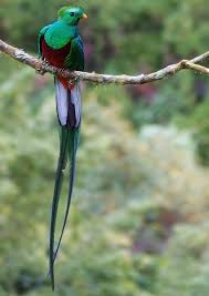 Small Bird With Red Spot On Head The Resplendent Quetzal Pharomachrus Mocinno Has Colorful Plumage On Its Head And Body These Birds Are Very Beautiful Unfortun Colorful Birds Birds Quetzal