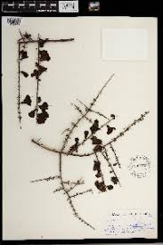 Image result for Rhigozum zambesiacum