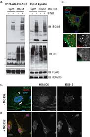 Tan tracks an index of global solar energy companies selected based on the revenue generated from solar related business. Interferon Stimulated Gene 15 Isg15 And Isg15 Linked Proteins Can Associate With Members Of The Selective Autophagic Process Histone Deacetylase 6 Hdac6 And Sqstm1 P62 Journal Of Biological Chemistry
