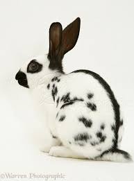 Black And White Spotted Rabbit Breeds Old English Spotted Rabbit Photo Pet Rabbit Care English Spot Rabbit Pet Rabbit
