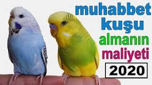 muhabbet kusu almanin maliyeti 2020 youtube