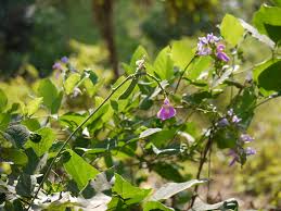 Image result for Canavalia gladiata